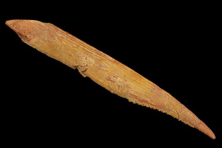 Cretaceous Shark (Hybodus) Dorsal Spine - Morocco #93928